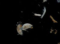 Typische Grundwassertiere, wie Muschelkrebse, Raupenhüpferlinge und Brunnenkrebse sind perfekt an ihren Lebensraum angepasst: Sie sind meist  kleiner als 1 mm, durchsichtig,  blind und sehr langlebig.
Quelle: Foto: Hahn/Universität Koblenz-Landau (idw)