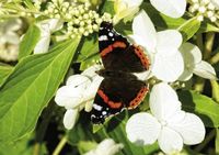 Die Schmetterlingshortensie verströmt einen süßlichen Duft, der wie ein Magnet auf Schmetterlinge wirkt. / Bild:"obs/Hydrangea Butterfly - Die Schmetterlingshortensie"