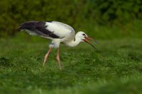 Junger Weißstorch bei der Nahrungsaufnahme