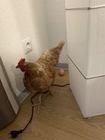 Beweisfoto: Huhn begeht Hausfriedensbruch und legt ein Ei Bild: Polizei