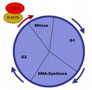 Das neu entdeckte Protein LIN-9 bringt die Zellteilung (Mitose) in Schwung, indem es zusammen mit dem Protein B-MYB eine Gruppe von Zellteilungsgenen anschaltet. Grafik: Stefan Gaubatz