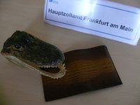 Archivfoto: Krokodilkopf und Geldbörse