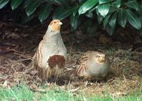 Rebhühner (Perdix perdix)