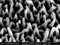 Nanostrukturen auf der Oberfläche des Schmetterlingsflügels
Quelle: Foto: Radwanul Hasan Siddique, KIT (idw)