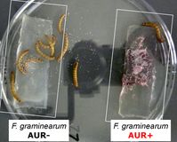 Mehlwürmer, denen der Schimmelpilz Fusarium graminearum mit Aurofusarin (rechts) und seine Mutante ohne Aurofusarin (links) angeboten wurde, bevorzugen die Mutante.