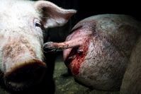 Schweine, die sich gegenseitig blutig beißen im Betrieb der amtierenden Landwirtschaftsministerin von NRW. Bild: "obs/tierretter.de e.V."