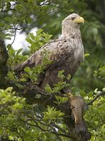 Der Seeadler - trotz steigender Bestandszahlen immernoch bedroht. Bild: Dr. Peter Wernicke / WWF