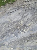 Blick ins Erdbebenarchiv: Die weissen Mineraladern weisen auf ein Megabeben bei der Entstehung der Glarner Alpen hin. Quelle: Armin Dielforder, Universität Bern. (idw)