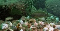 Warten auf eine Gelegenheit: Links ein Zwergmännchen, in der Mitte ein Weibchen, das ein Schneckenha
Quelle: Bild: Sabine Wirtz Ocana, Universität Bern. (idw)