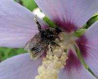 Insekten: Als Bestäuber leisten sie großen Nutzen. Bild: Rolf Handke/pixelio.de