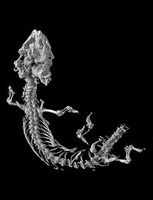 CT-Skelett: Computertomographische Darstellung des Skeletts der Messel-Eidechse Cryptolacerta hassiaca. Diese Technik erlaubte es den Wissenschaftlern, interne und mit dem bloßen Auge nicht sichtbare anatomische Strukturen im Detail zu untersuchen. © MfN/Helmholtz-Zentrum Berlin
