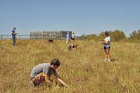 Die Doane audubon Spring Creek Prairie site in Nebraska ist typisch für das Prärie-Grasland, das einst weite Teile des Mittleren Westens der USA bedeckte. Quelle: Foto: Ramesh Laungani, Doane College (idw)