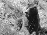 Braunbär Bummi im BÄRENWALD Müritz 1. Bild: VIER PFOTEN