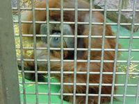 Ein Leben im Gefängnis: Orang Utan im Zoo. Bild: PETA