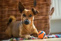 Körper und Geist auf Trab bringen - auch bei Hunden Bild: Bundesverband für Tiergesundheit e.V. Fotograf: Foto: Shutterstock