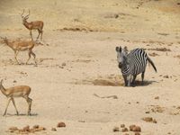 Zebra am Wasserloch
Quelle: Foto: Claudia Stommel/IZW (idw)