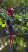 Papageien, hier ein Hellroter Ara, sind die nächsten Verwandten der Singvögel Foto: Kriegs/LWL