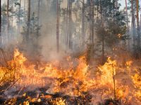 Bild: Canva Fotograf: Schutzgemeinschaft Deutscher Wald