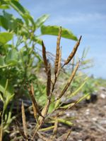 Schwarzer Senf (Brassica nigra)