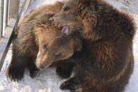 Trauriges Schicksal: Die Restaurant-Bären Rambo und Luta wurden getötet, bevor sie gerettet werden konnten. Bild: VIER PFOTEN / Mihai Vasile