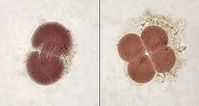 Embryonen im 2- und 4-Zellen-Stadium