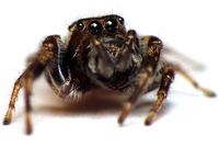 Spinne: neues Verhalten bei Pestiziden. Bild: flickr.com, tgiq/Crystal Ernst