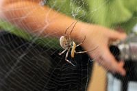 Spinnenseide ist der Schlüssel zur Wiederherstellung von geschädigtem Herzgewebe.
Quelle: Foto: Universität Bayreuth. (idw)