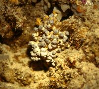 "Lebendes Fossil" in einer Riffhöhle des Osprey Riffs, Queensland Plateau, Australien: Coralliner Schwamm, der seit rund 200 Millionen Jahren bekannt ist und sich nur wenig im Lauf der Jahrmillionen verändert hat. Bild: Prof. Dr. Gert Wörheide, 1996.