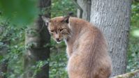 Der Eurasische Luchs ist die größte Katze des Kontinents. "obs/ZDF/Dr.  Birgit Hermes"