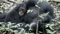 Der Schimpanse Freddy mit seinem Adoptivsohn.
Quelle: Tobias Deschner, Max-Planck-Institut für evolutionäre Anthropologie (idw)