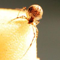 Adulte Gewächshausspinne Parasteatoda tepidariorum auf einem Schaumstoffstopfen.
Quelle: Foto: Universität Göttingen (idw)