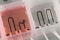 "Heart-on-a-Chip": hilft Medizinern beim Forschen. Bild: Lind et al/harvard.edu