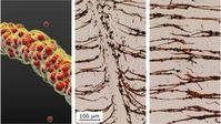 Nanopartikel: Werden zusammengefügt und getrennt. Bild: Bhuvnesh Bharti