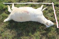 Eins der in der Nacht zum 15. Oktober in Cospeda getöteten Tiere Bild: Polizei