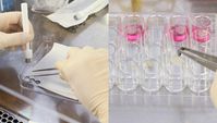 Eine Biopsiestanze bringt das biopolymere trägermaterial in die richtige form (links). In Zellkultur
Quelle: © Fraunhofer EMB (idw)
