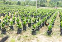 Palmöl-Plantage: verheerende Klimabilanz. Bild: Flickr/Tucano