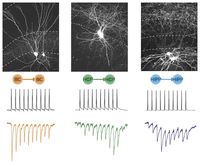 Bildunterschrift siehe Text.
Quelle: Grafik: BrainLinks-BrainTools (idw)