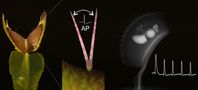 Beim Fangen und Verdauen ihrer Beute zählt die Venusfliegenfalle immer wieder elektrische Signale (AP, Aktionspotentiale). Diese Vorgänge werden an der Uni Würzburg erforscht.
Quelle: (Bild: Sönke Scherzer / Universität Würzburg) (idw)