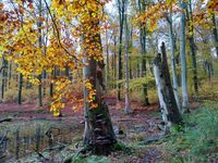 Buchenwald in Grumsin (Brandenburg)
Quelle: © HNEE (idw)