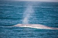 Blauwal: Giganten des Meeres reagieren sensibel auf Sonar. Bild: Flickr/Baird