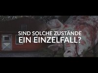 Bild: Screenshot Video: "Zum 7. Mal: Erneut Schweinequal aufgedeckt" (https://youtu.be/83yludB8Qu4) / Eigenes Werk