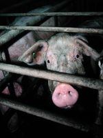 Bild: Vier Pfoten - Stiftung für Tierschutz / pixelio.de