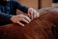 Starker Pferderücken: Pferde-Physiotherapeutin verrät die 5 besten Übungen dafür