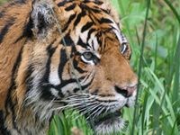 Sumatra-Tiger (Panthera tigris sumatrae) © Andreas Eistert / WWF