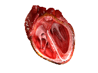 Computeranimation: 3D-Schnittmodel des menschlichen Herzens