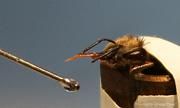 Honigbiene, die den Rüssel ausstreckt, um einen Tropfen Zuckerlösung von einer Pipette aufzusaugen. Foto: Martin Strube-Bloss