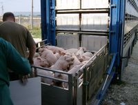 Verladen von Ferkeln (ca. 30 kg) für Transport zum Mastbetrieb