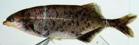 Neu entdeckt: Bulldogfisch aus dem Kuene Fluss
Quelle: Bernd Kramer (idw)