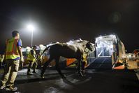 Bild: Fédération Equestre Internationale