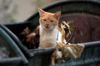 Über zwei Millionen Streunerkatzen leben in Deutschland. Bild: VIER PFOTEN